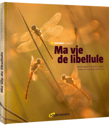 Paroles de libellule - La Salamandre