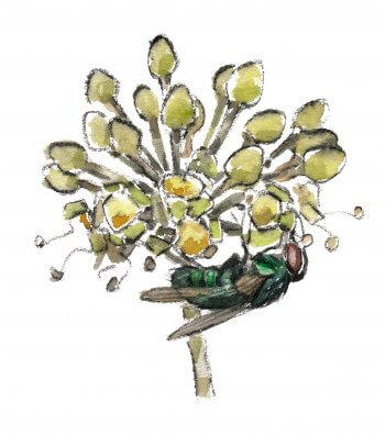 Le lierre, un hiver sous les tropiques - La Salamandre