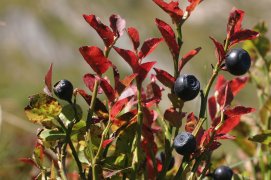 Myrtilles / © Pierre Cadiran / Biosphoto