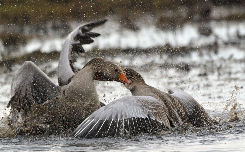 Oies cendrées Reproduction animale : Leçon N°9 : Juste prendre son pied - La Salamandre