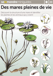 Je respire nénuphar - Minute nature - La Salamandre