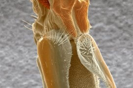 Pénis de charançon / © SPL / Biosphoto