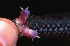Pénis de vipère aspic  / © Pascal Goetgheluck / Biosphoto