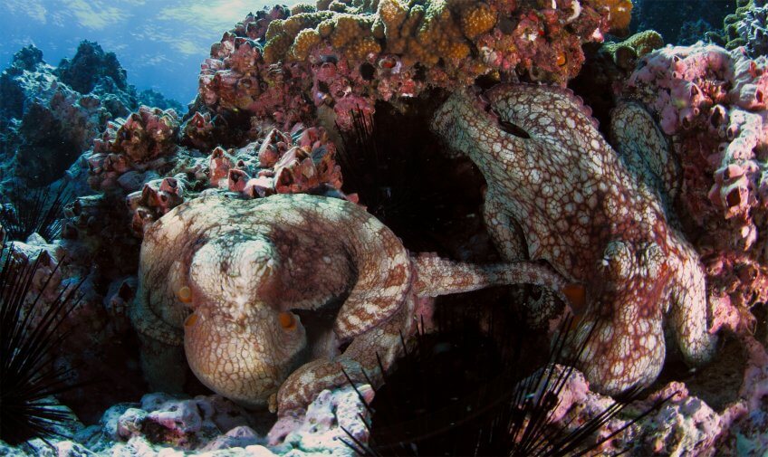 Pouple mâle (à gauche) utilisant son tentacule en forme de cuillère pour apporter son sperme à sa partenaire (à droite).  Reproduction animale : Leçon N°7 : Garder ses distances - La Salamandre