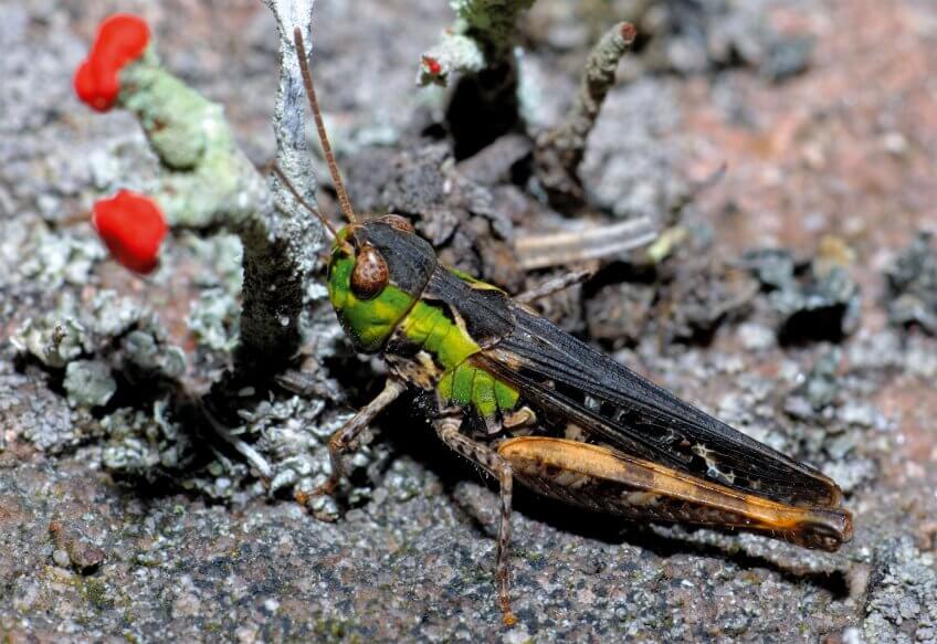 Pour nos oreilles, le criquet n’est pas un fin crooner. N’empêche, 
ses stridulations séduisent les femelles et c’est l’essentiel.  Séduire pour conclure - La Salamandre
