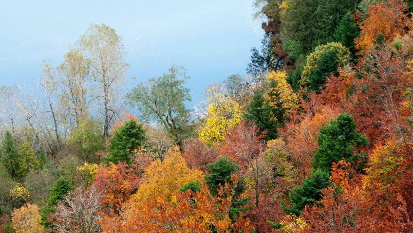 Pourquoi les sapins ne perdent-ils pas leurs aiguilles ? - La Salamandre