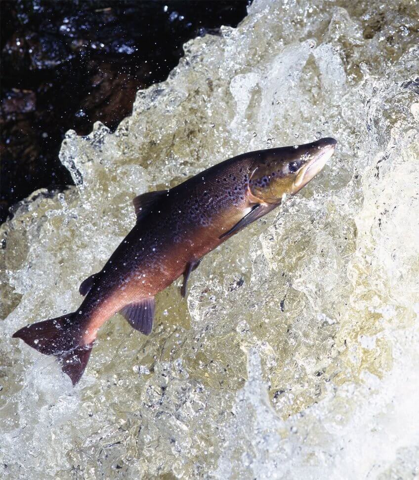 Saumon de l'Atlantique Reproduction animale : Leçon N°7 : Garder ses distances - La Salamandre