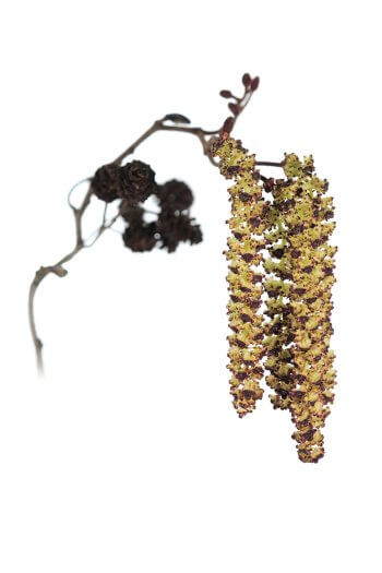 Seigneur des eaux, l’aulne confie son pollen au vent. Mais les ressemblances avec son cousin noisetier 
s’arrêtent là. Car, entre autres surprises, ses fruits ressemblent à de petites pommes de pin. / © Stéphane Hette