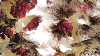 S’il est un chaton bien nommé, c’est celui du peuplier tremble. Plus épaisse et plus grande que celles de l’aulne
ou du noisetier, son inflorescence a une abondante toison grisâtre qui cache et protège les organes sexuels. S’il est un chaton bien nommé, c’est celui du peuplier tremble. Plus épaisse et plus grande que celles de l’aulne
ou du noisetier, son inflorescence a une abondante toison grisâtre qui cache et protège les organes sexuels.