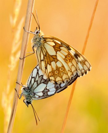 Sommes-nous, comme ce couple de demi-deuils, pilotés par nos phéromones ? Séduire pour conclure - La Salamandre