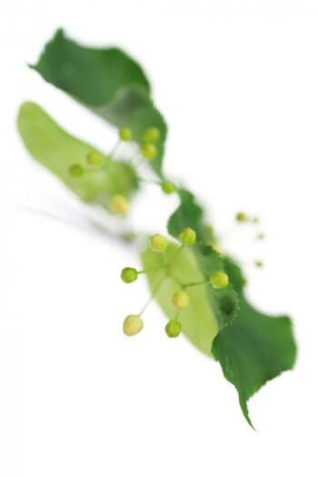 Symbole d’amour et de fidélité, le tilleul est connu pour ses propriétés apaisantes. Avec ses fleurs discrètes à la vue,
mais ô combien parfumées, et ses curieux pétioles ailés, cet arbre a encore bien des choses à nous montrer. / © Stéphane Hette