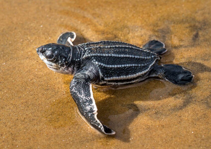 Tortue luth fraîchement éclose en route pour la mer. Reproduction animale : Leçon N° 2 : Oser la différence - La Salamandre