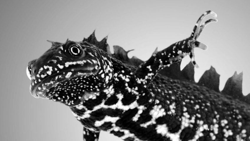 Reproduction animale : Leçon N°7 : Garder ses distances - La Salamandre