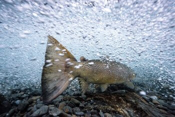 Truite lacustre / © Stéphane Granzotto