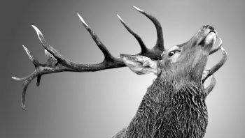Un cerf, roi de harem Un cerf, roi de harem