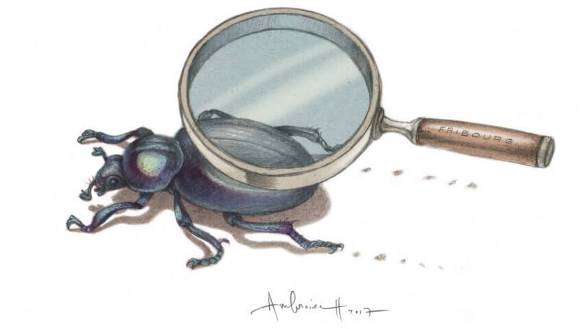 Pique-prune, un ermite en pleine ville - La Salamandre