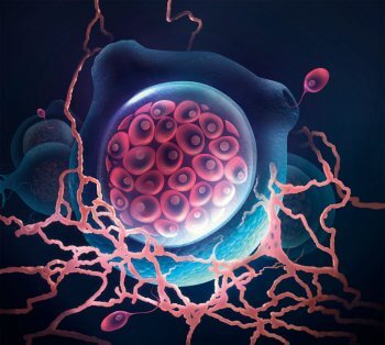 Vue d'artiste de Bsal Alerte au champignon tueur de salamandre - La Salamandre