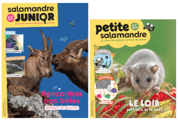Salamandre Junior n° 114 et Petite Salamandre n° 14