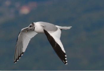 Mouette de Sabine présente cet automne sur le lac de Neuchâtel. Ouragan biodiversité