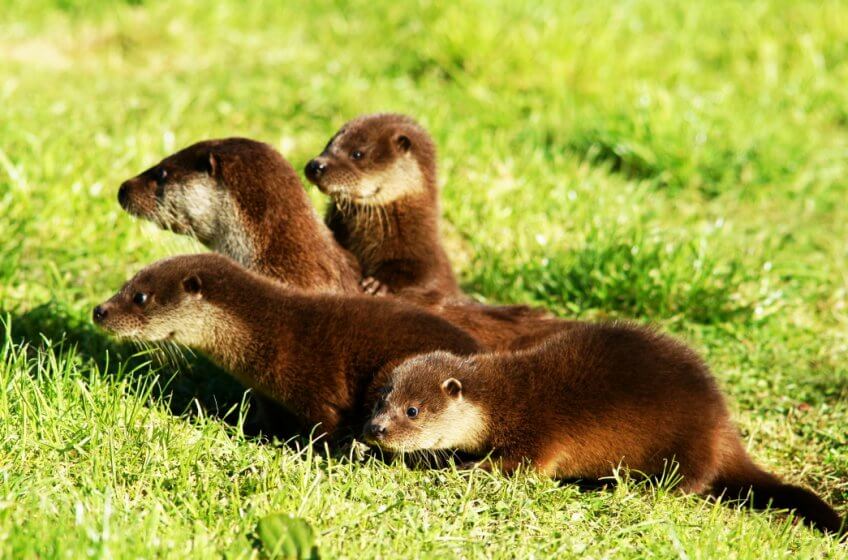 SONY DSC Loutres : prédiction de son retour en Suisse et nouvelles observations - La Salamandre