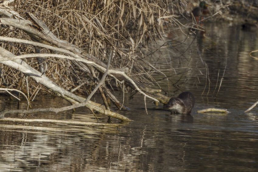 Loutres : prédiction de son retour en Suisse et nouvelles observations - La Salamandre