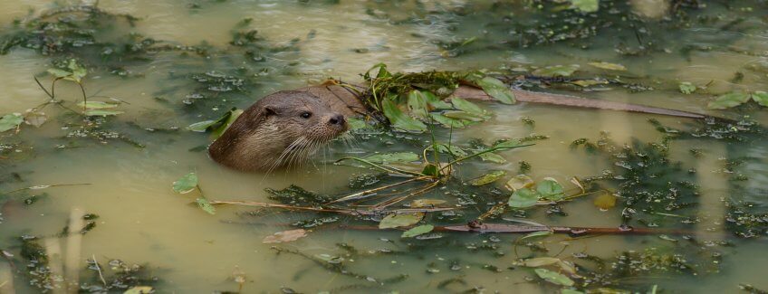 Loutres : prédiction de son retour en Suisse et nouvelles observations - La Salamandre