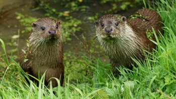 Depuis les années 2000, la loutre a fait quelques apparitions en Suisse.  Depuis les années 2000, la loutre a fait quelques apparitions en Suisse.