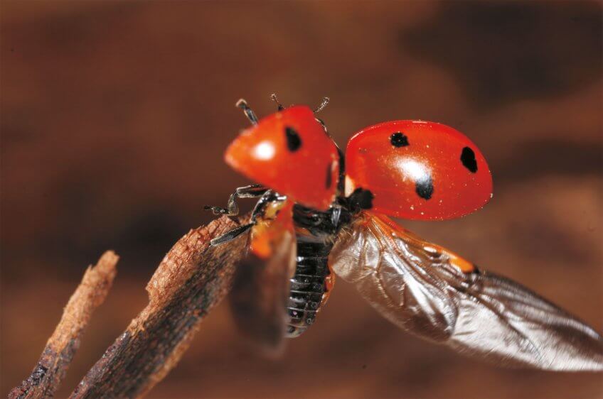 A mesure que le printemps avance, les coccinelles suivent en vol et de plante en plante la migration des pucerons. Elles mourront, usées par cette course-poursuite, à la fin du
mois de juin. Un élevage de coccinelles au jour le jour - La Salamandre