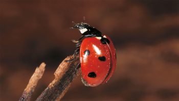 A mesure que le printemps avance, les coccinelles suivent en vol et de plante en plante la migration des pucerons. Elles mourront, usées par cette course-poursuite, à la fin du
mois de juin.