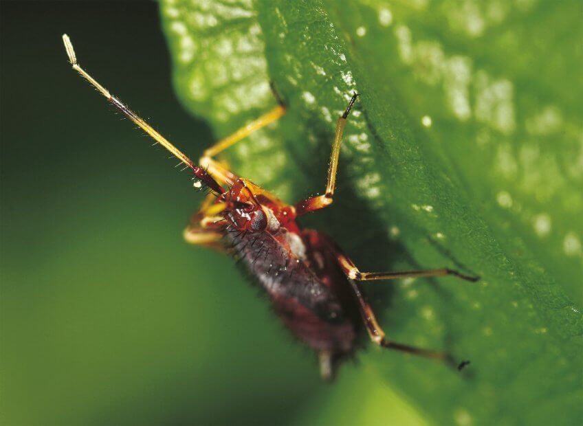 Attirée par la présence des pucerons, cette punaise pompe les larves de coccinelles immobilisées par leur métamorphose. Tout est bon dans le puceron - La Salamandre