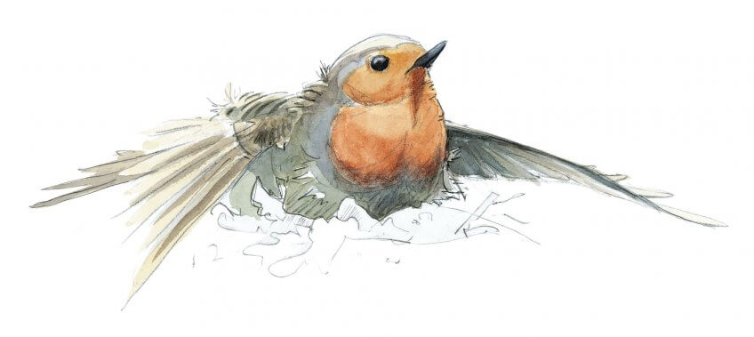 Bain de soleil de rougegorge Plumes et bains de rougegorge - La Salamandre