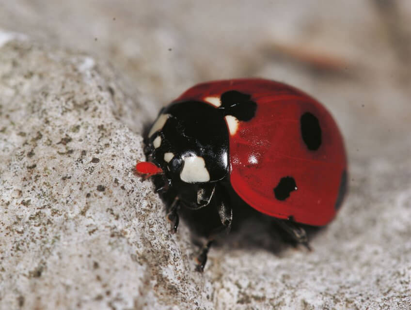 Cette coccinelle a passé tout l’hiver avec un acarien parasite planté dans l’une de ses antennes. Un élevage de coccinelles au jour le jour - La Salamandre