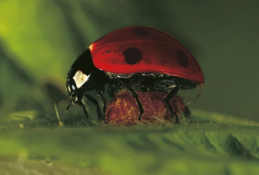 Cette coccinelle encore vivante est la victime d’une larve de guêpe qui a rongé ses entrailles avant de tisser un cocon sous son ventre. Tout est bon dans le puceron - La Salamandre