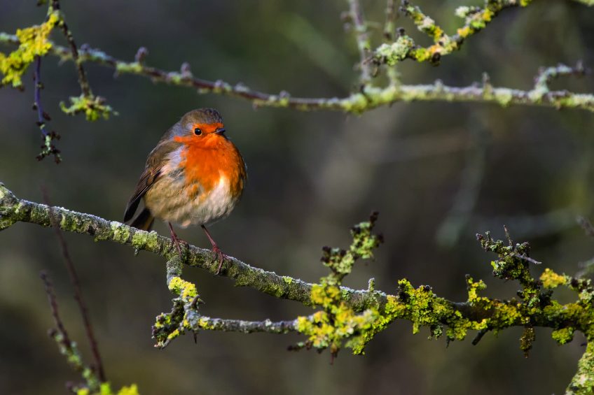 "Chanter, c'est une idée fixe qui me reprend chaque printemps" dit le rougegorge. Dossier sur le rougegorge - La Salamandre