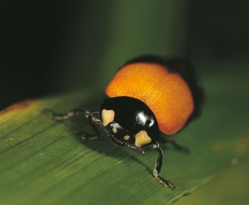 Coccinelle adulte fraichement émergée. Sa carapace deviendra rouge d'ici quelques semaines.  / © Gilbert Hayoz