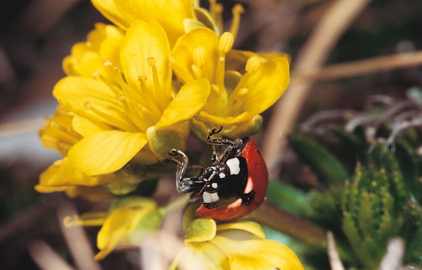 Coccinelle sur drave faux aïzoon Coccinelles, surgies des sommets - La Salamandre
