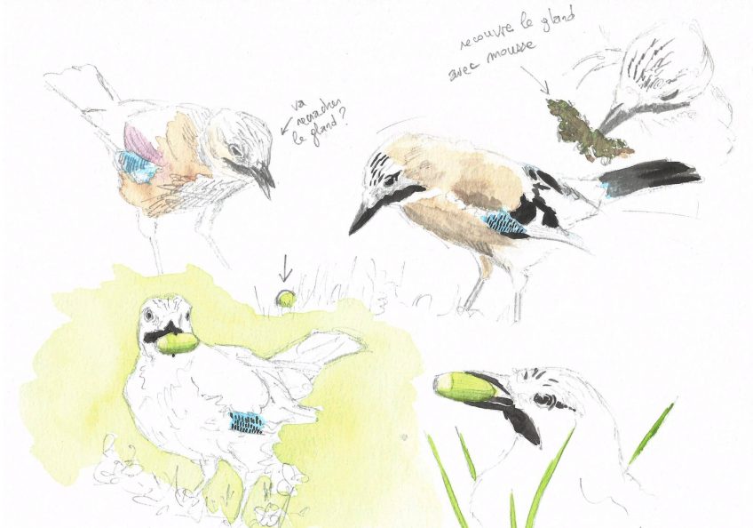 Le geai glandeur du jardin - La Salamandre