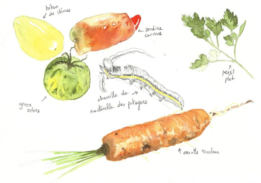 Biodiversité ou bonne bouffe - La Salamandre