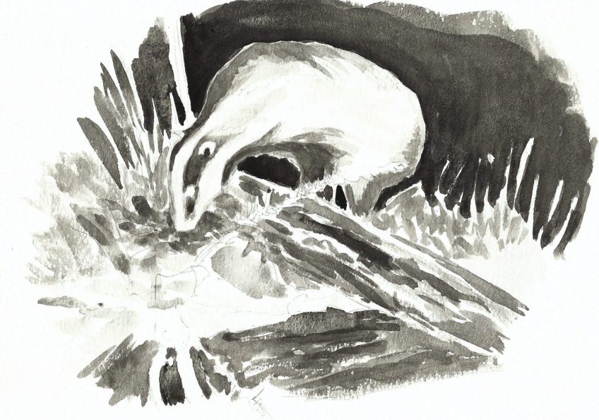 Un blaireau dans la mare - La Salamandre