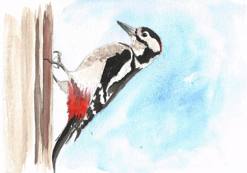 Au secours un pic s'attaque à la maison - La Salamandre