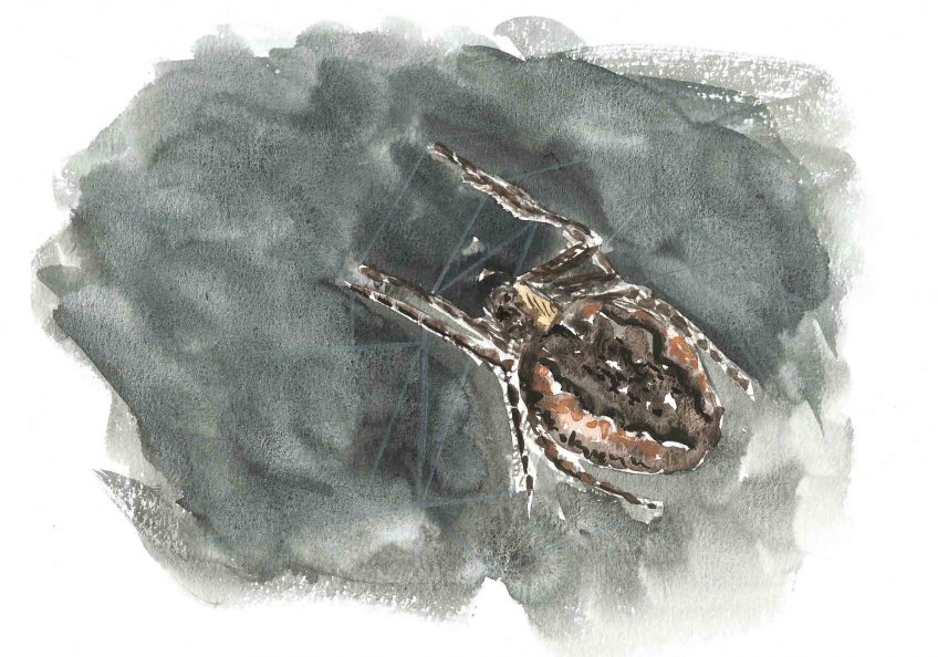 Même pas peur de l'araignée - La Salamandre