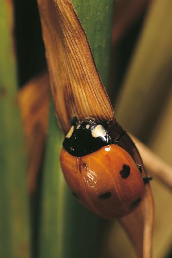 Durcie en quelques heures, la carapace de la coccinelle mettra plusieurs semaines pour revêtir le beau rouge qui la caractérise. Un élevage de coccinelles au jour le jour - La Salamandre