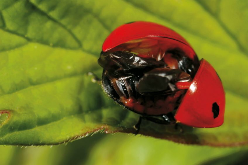 Coccinelles : Carrosseries chic, amours choc - La Salamandre