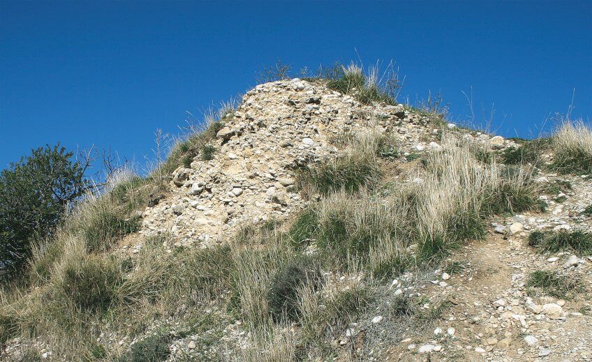 Retour au sommet pour les coccinelles - La Salamandre