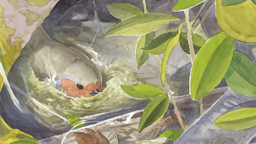 Rougegorge, la peur au ventre - La Salamandre