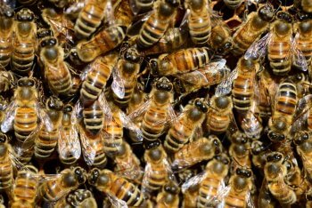 Les néonicotinoïdes affaiblissent significativement les abeilles.  Des néonicotinoïdes dans le miel - La Salamandre