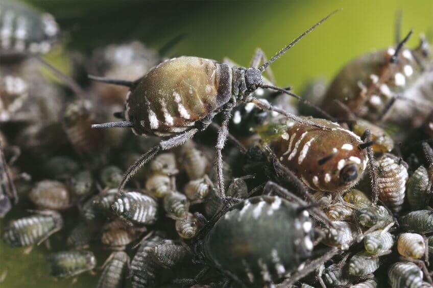 Insectes extrêmement prolifiques, les pucerons se développent en pompant avec leur rostre la sève des végétaux. On en connaît plus de six cents espèces qui s’attaquent à presque toutes nos cultures. Un élevage de coccinelles au jour le jour - La Salamandre