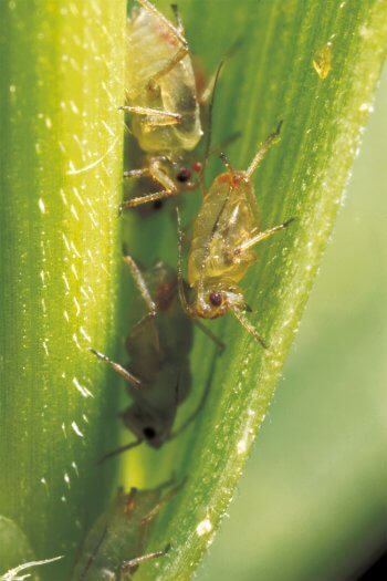 Insectes extrêmement prolifiques, les pucerons se développent en pompant avec leur rostre la sève des végétaux. Coccinelles : Demoiselles voraces - La Salamandre