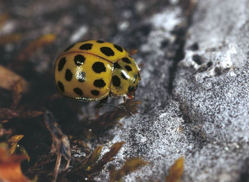 La coccinelle à 22 points Mise au point sur les coccinelles - La Salamandre