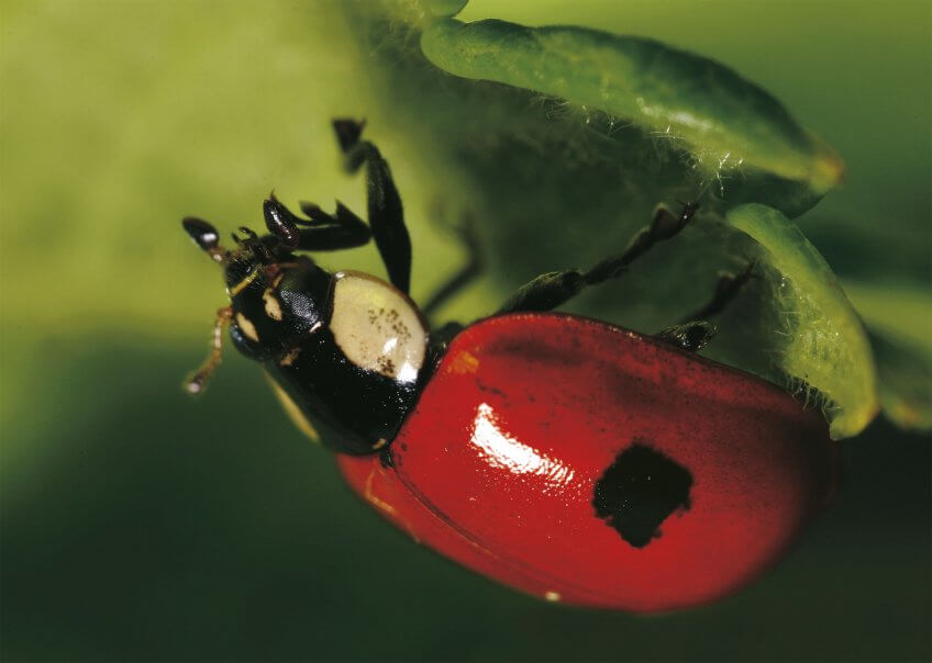 La coccinelle à deux points Mise au point sur les coccinelles - La Salamandre